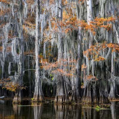 Caddo Lake, USA