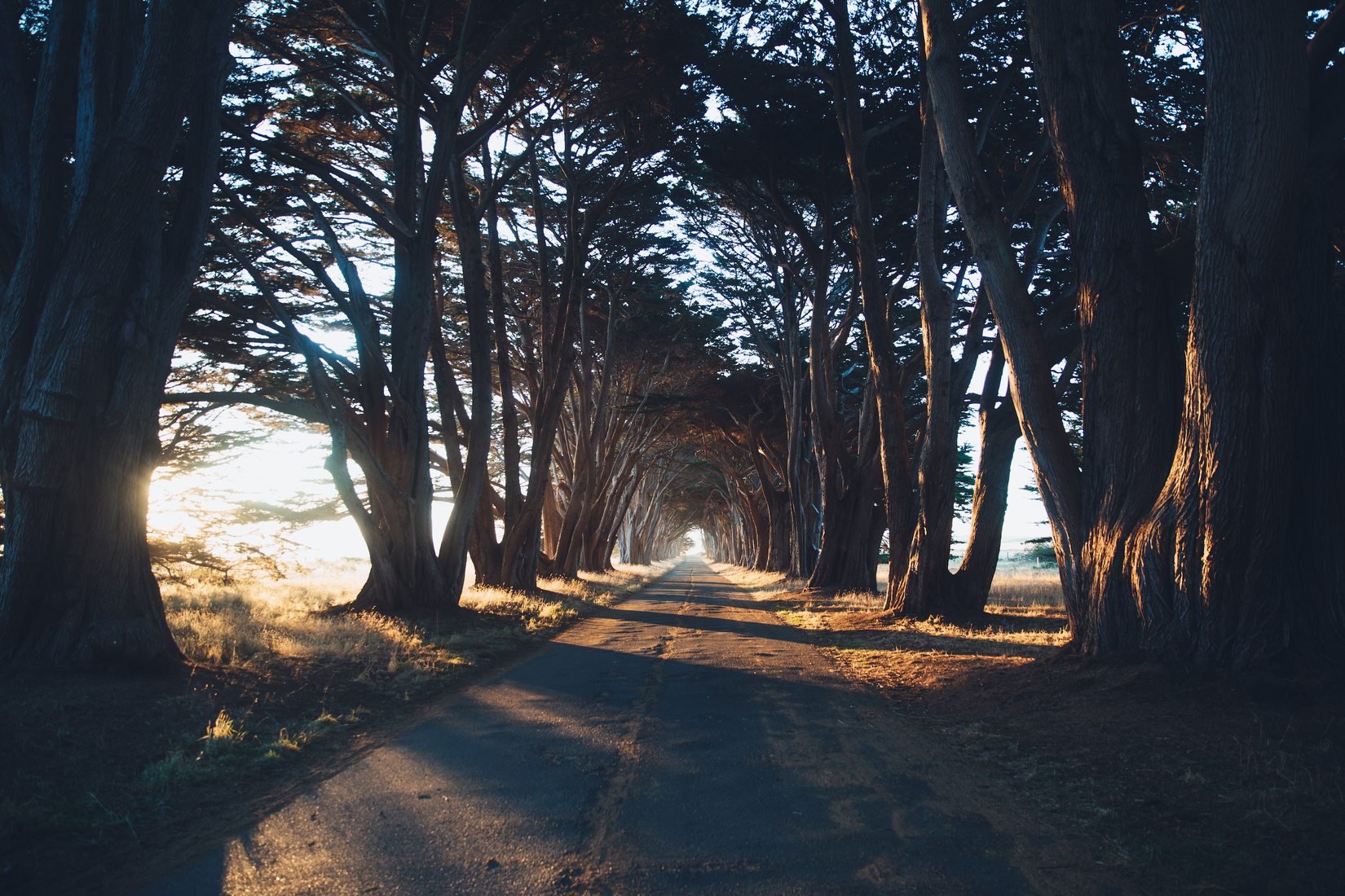 Cypress Tree Tunnel, Point Reyes National Seashore, USA