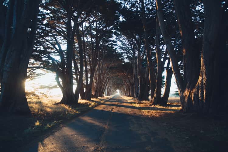 Cypress Tree Tunnel, Point Reyes National Seashore