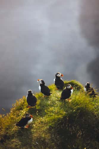 Puffins at Dyrhólaey Lighthouse