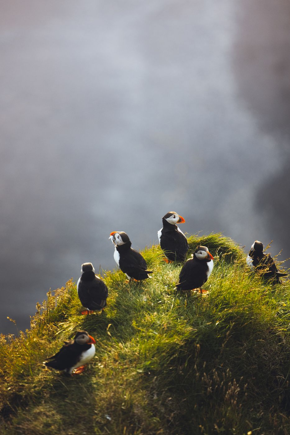 Puffins at Dyrhólaey Lighthouse, Iceland