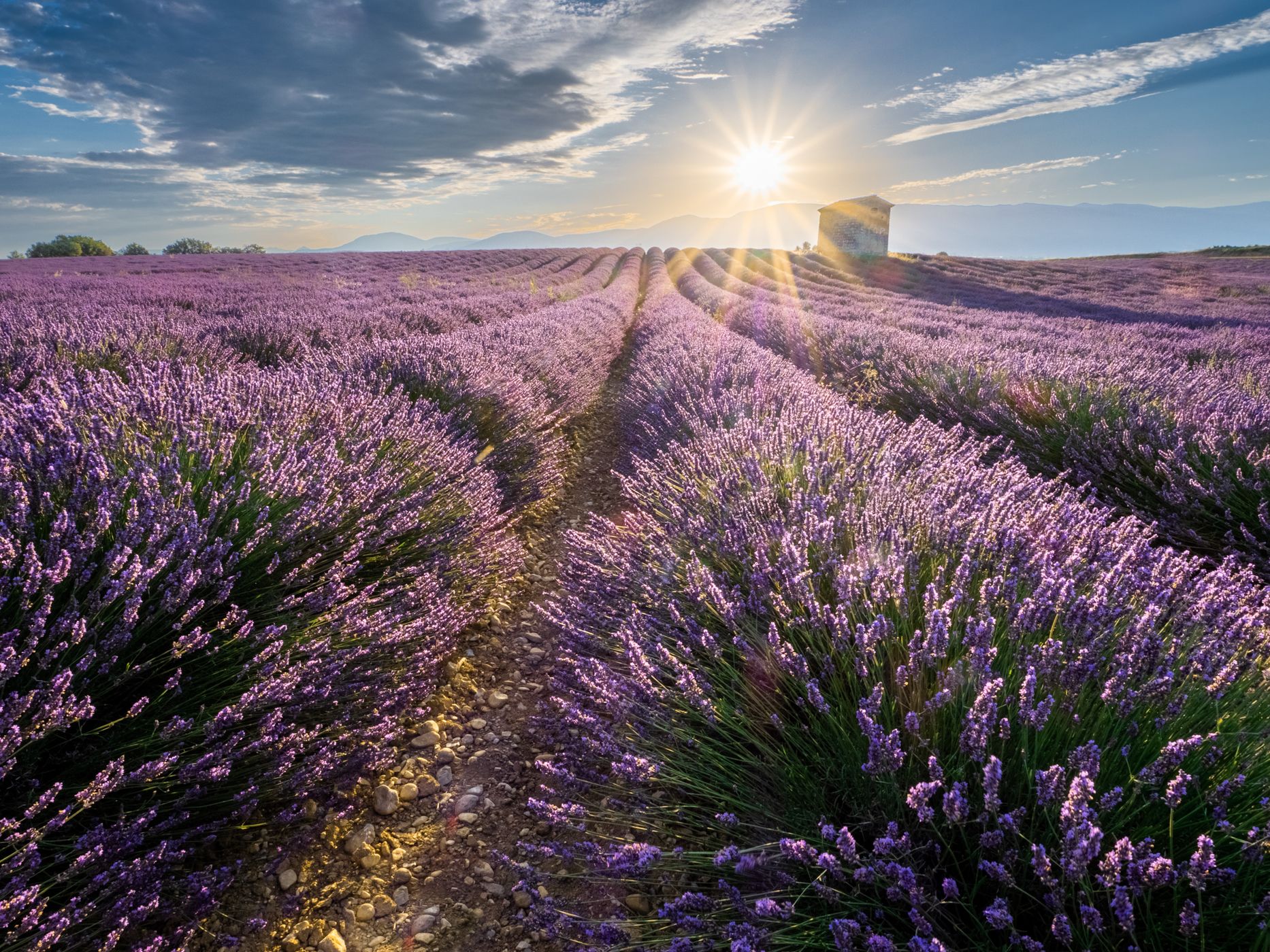 Lavender fields near Riez, France