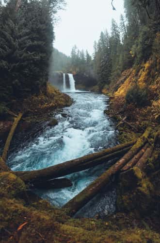 Logs at Koosah Falls