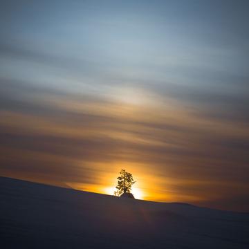 Lonely trees near Los Ski Resort, Muonio, Finland