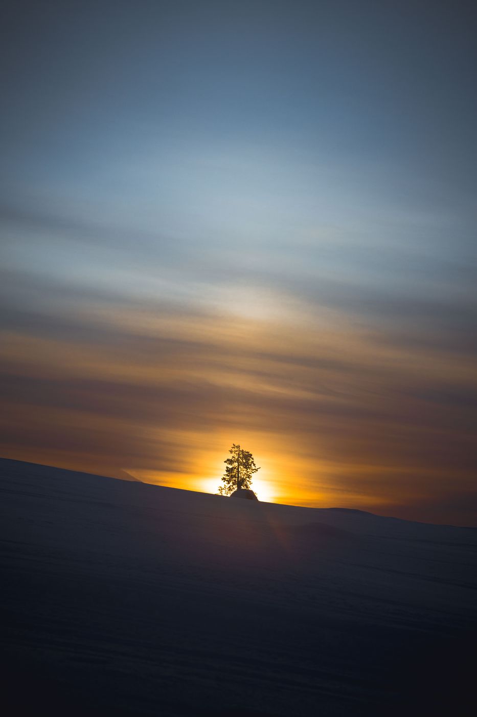 Lonely trees near Los Ski Resort, Muonio, Finland