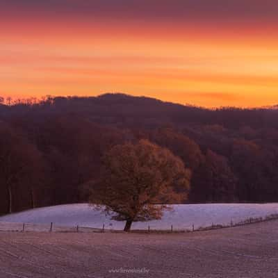 lonely oak, Belgium