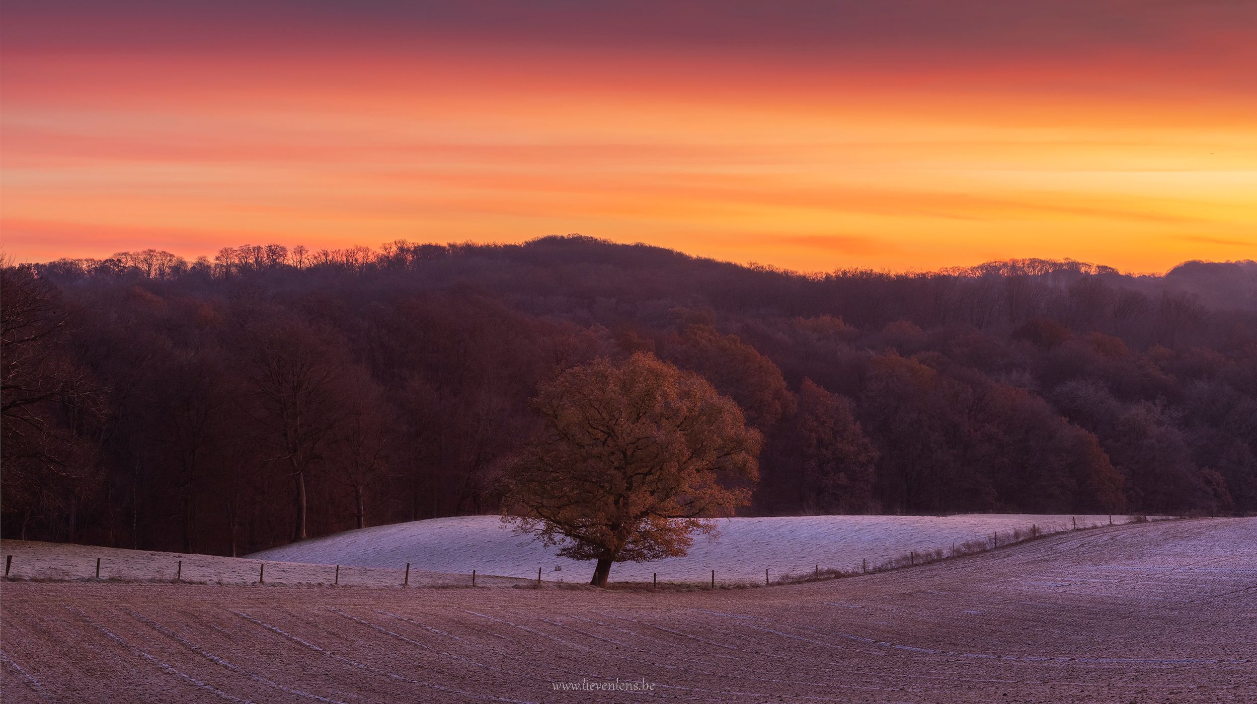 lonely oak, Belgium