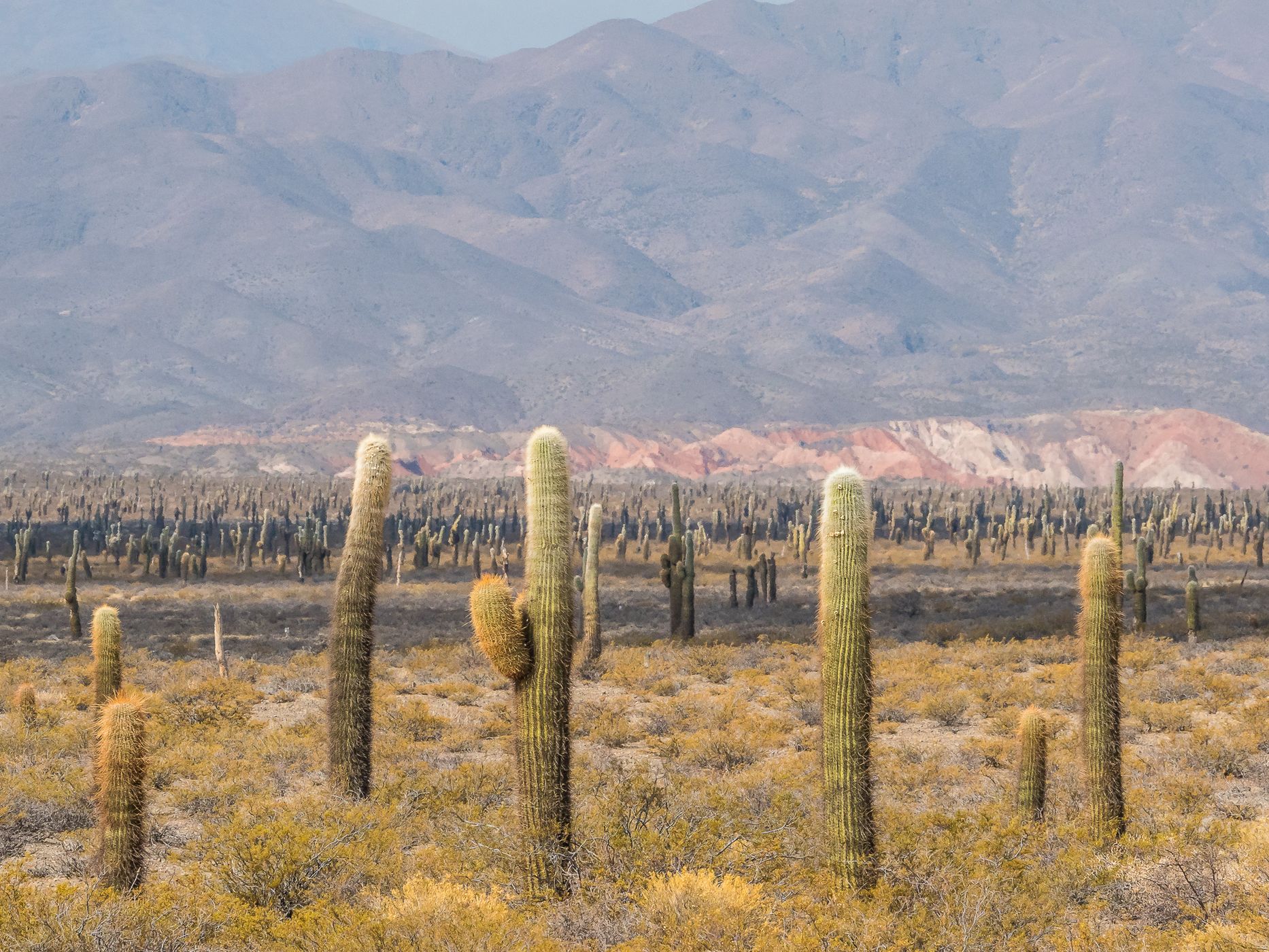 Los Cardones National Park, Argentina