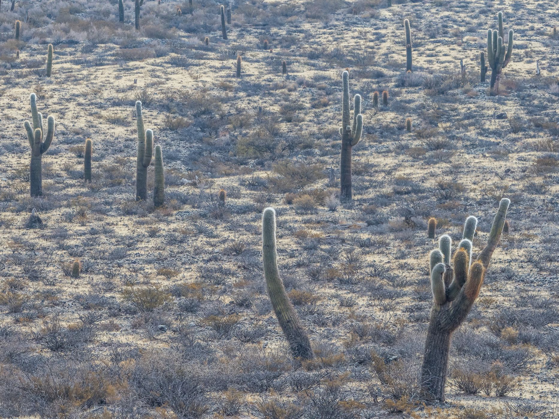 Los Cardones National Park, Argentina