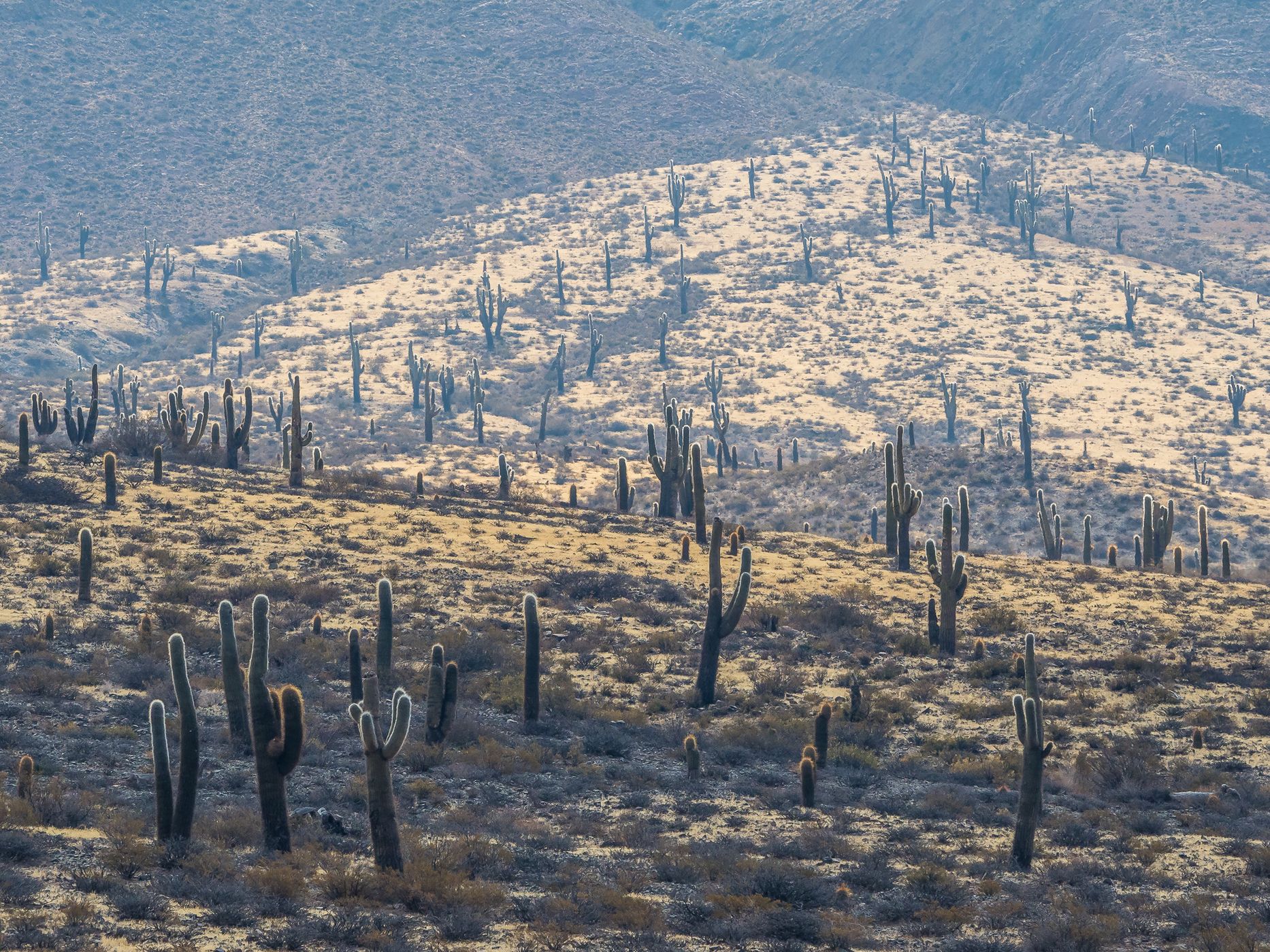 Los Cardones National Park, Argentina