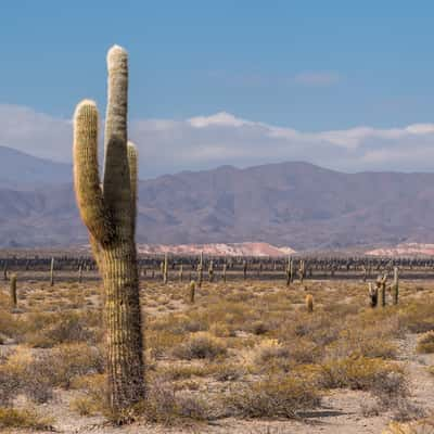 Los Cardones National Park, Argentina