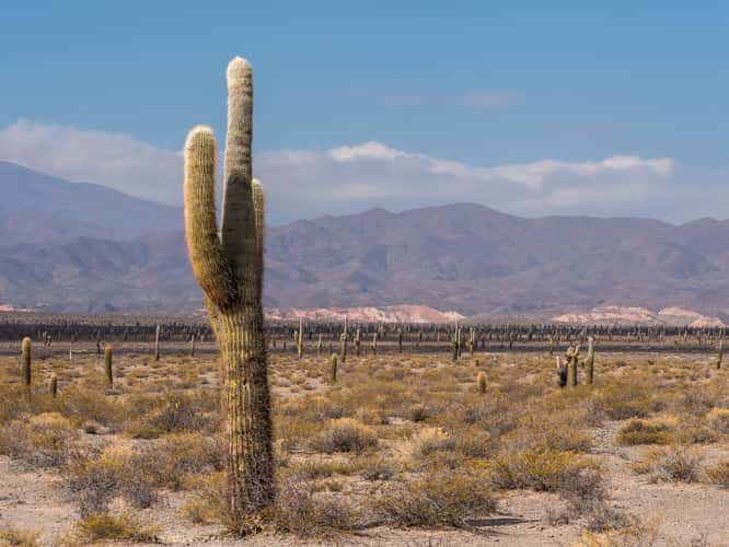 Los Cardones National Park