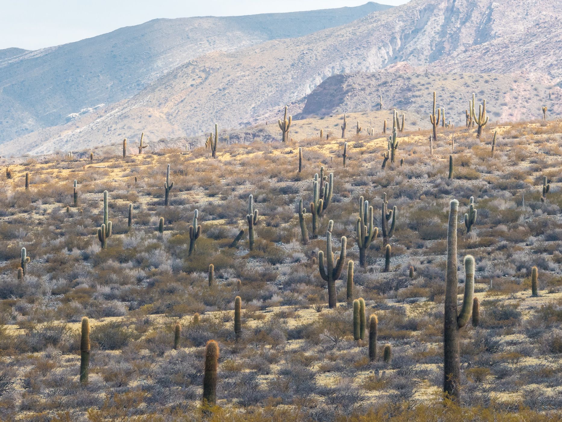 Los Cardones National Park, Argentina