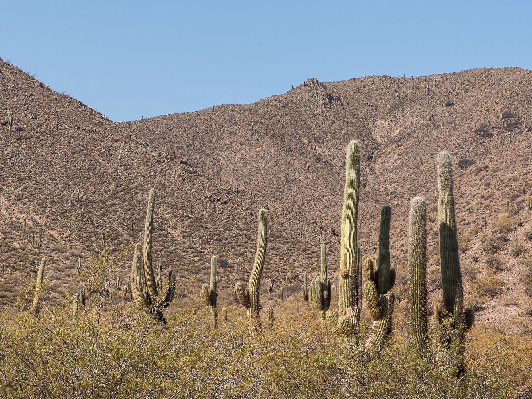 Los Cardones National Park Northwest, Argentina