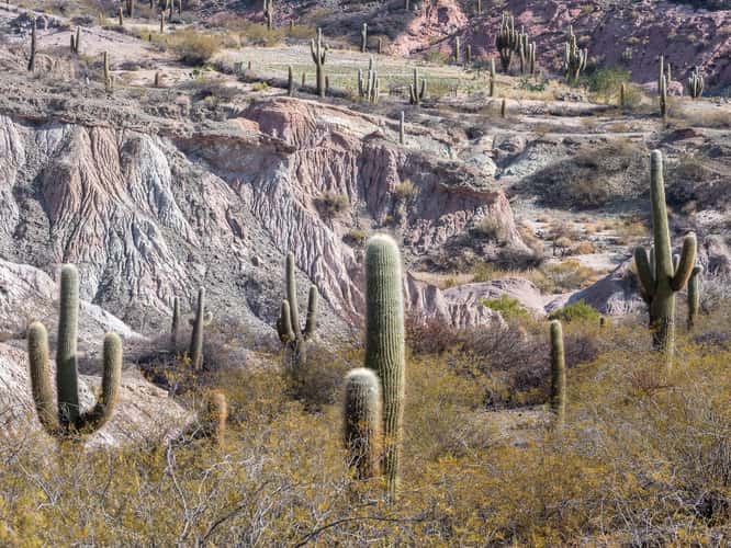 Los Cardones National Park Northwest