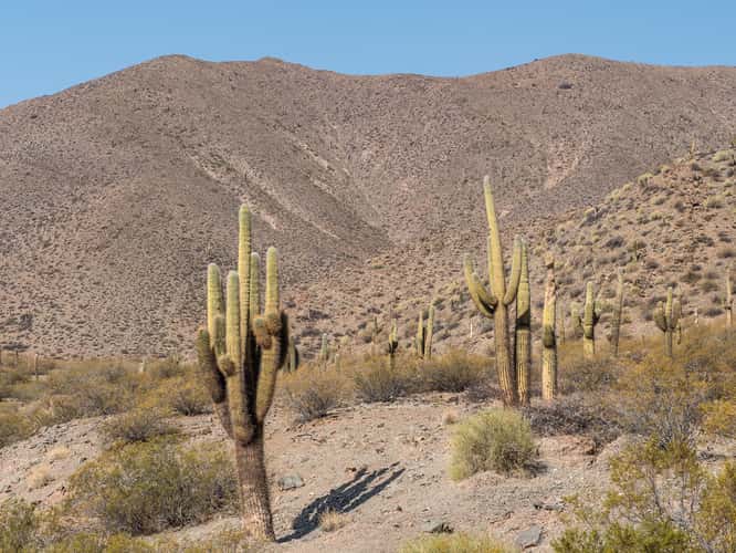 Los Cardones National Park Northwest