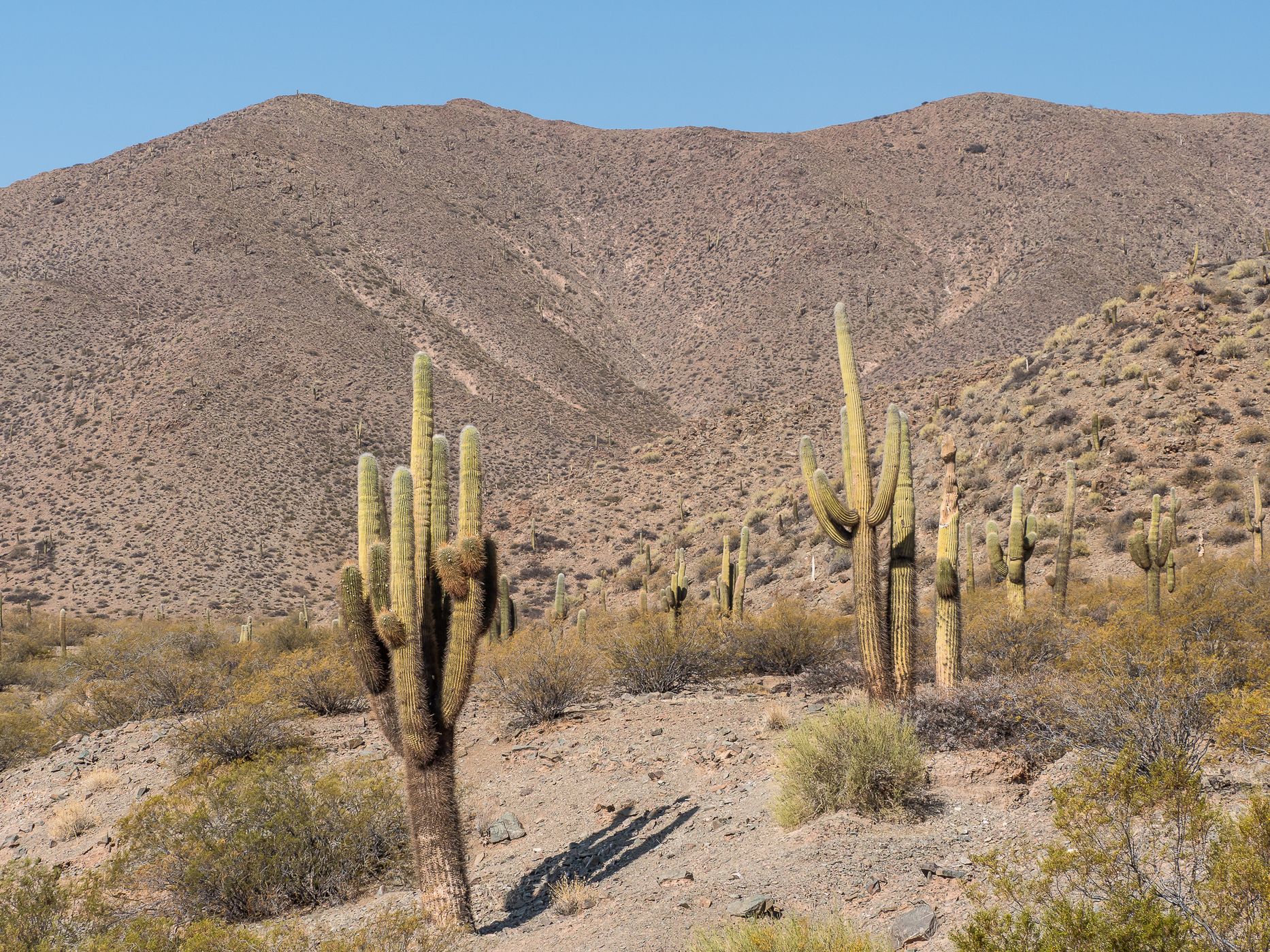 Los Cardones National Park Northwest, Argentina