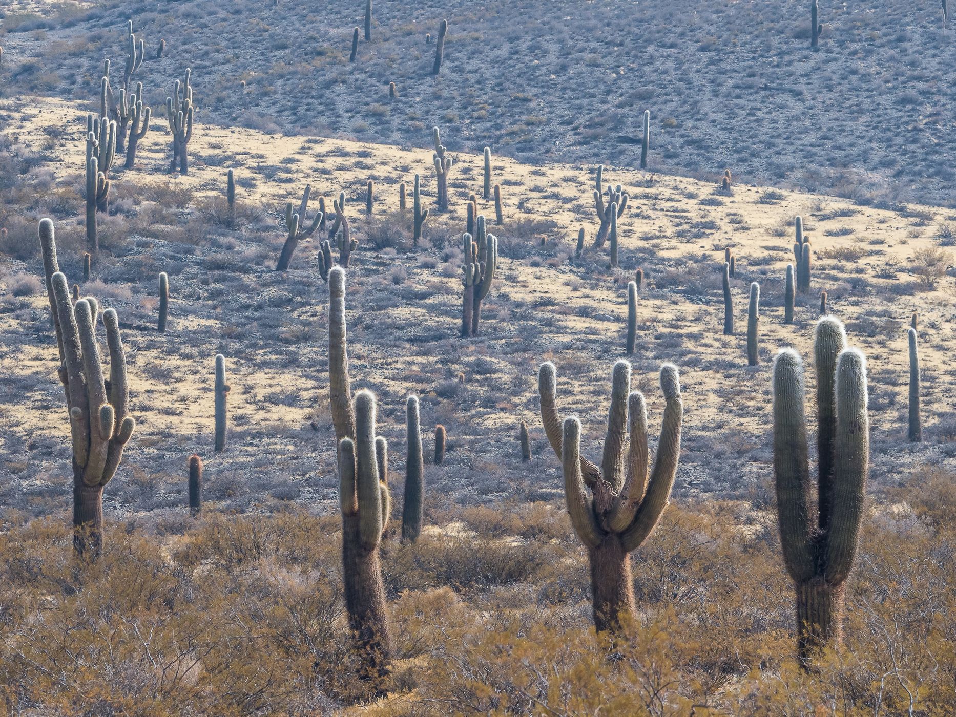 Los Cardones National Park Northwest, Argentina