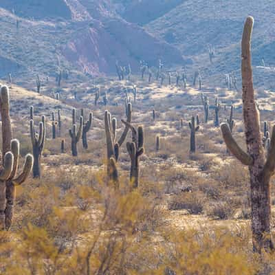 Los Cardones National Park Northwest, Argentina