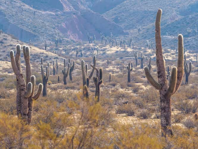 Los Cardones National Park Northwest