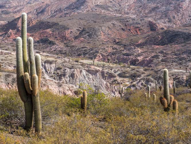 Los Cardones National Park Northwest