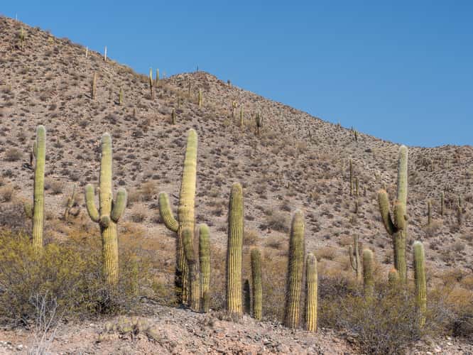 Los Cardones National Park Northwest