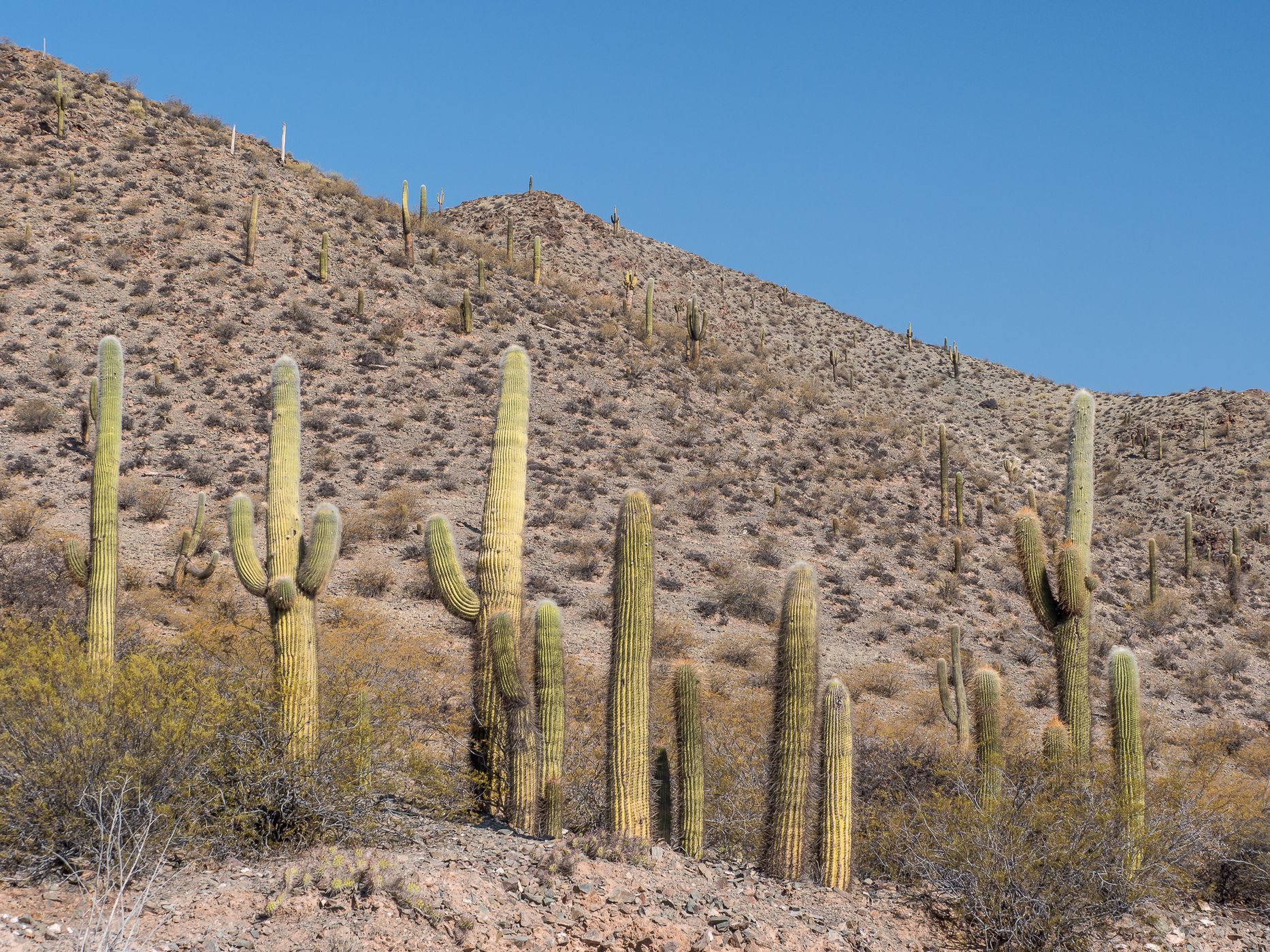 Los Cardones National Park Northwest, Argentina