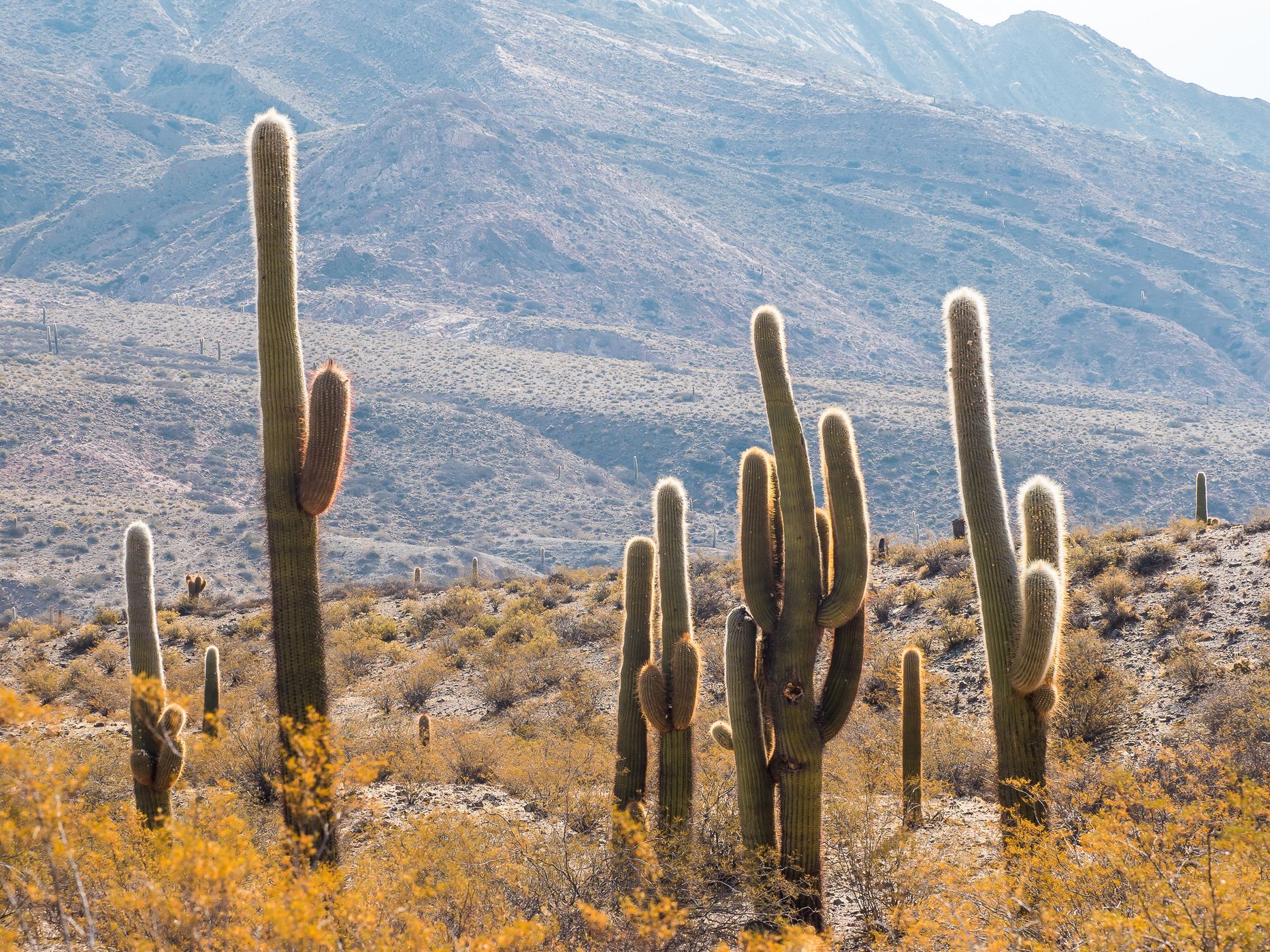 Los Cardones National Park Northwest, Argentina