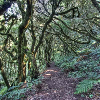 Raso de la Bruma, La Gomera, Spain