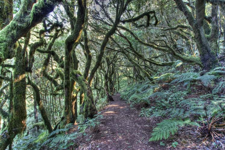 Raso de la Bruma, La Gomera