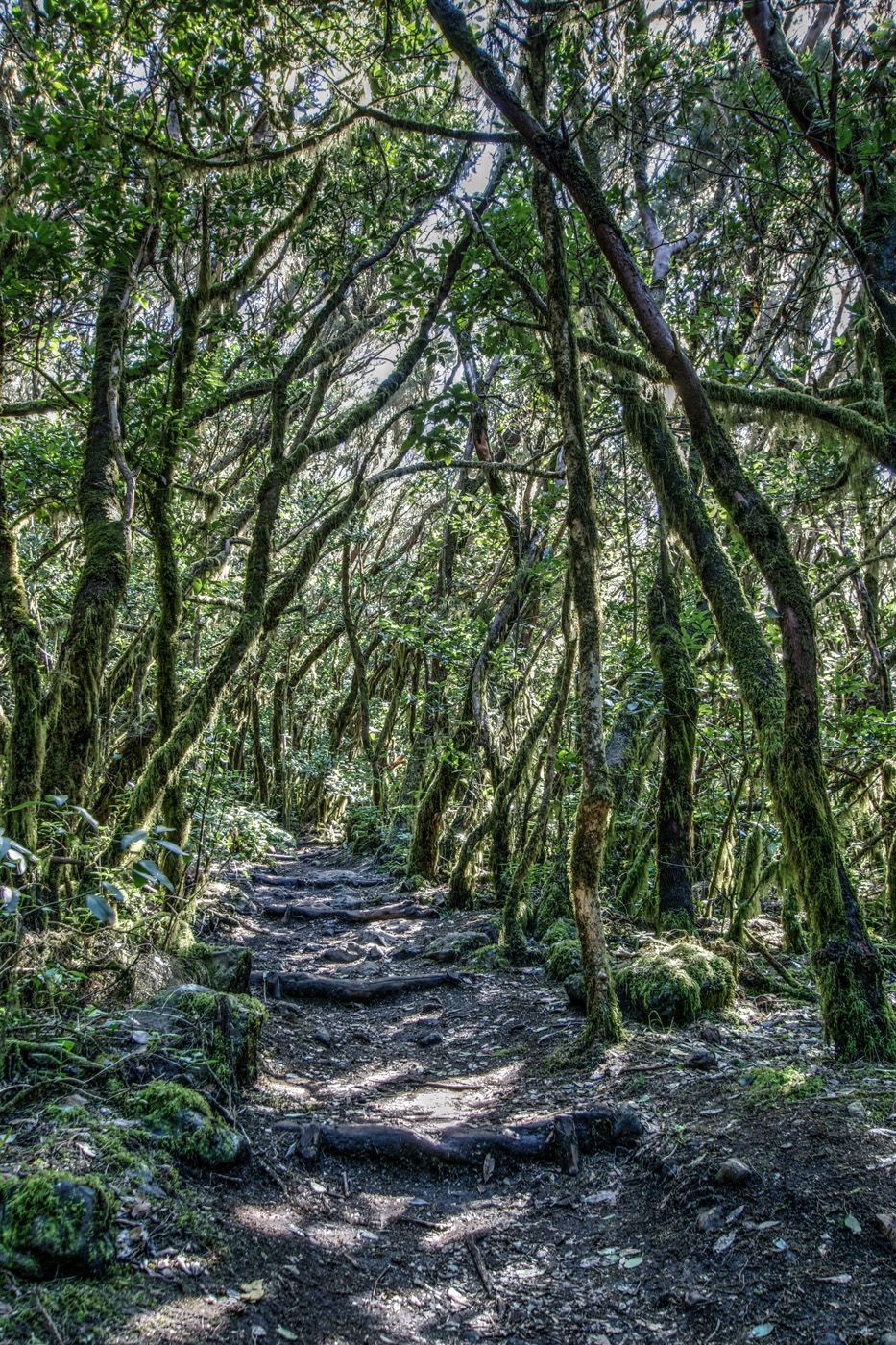 Raso de la Bruma, La Gomera, Spain