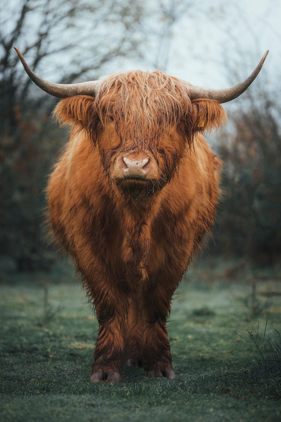 Scottish Highland Cattle, Netherlands
