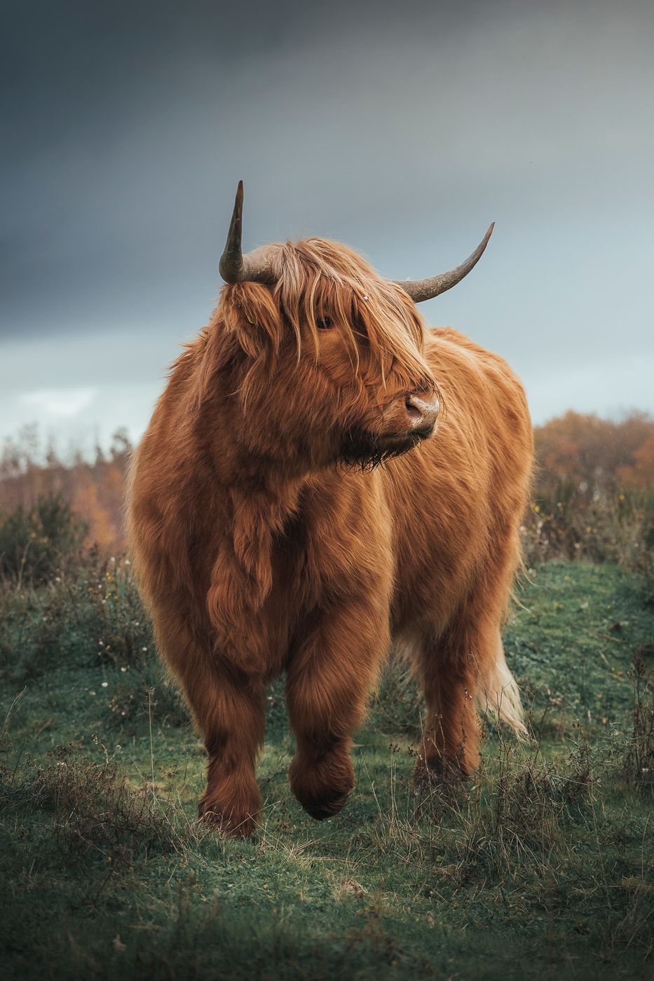 Scottish Highland Cattle, Netherlands