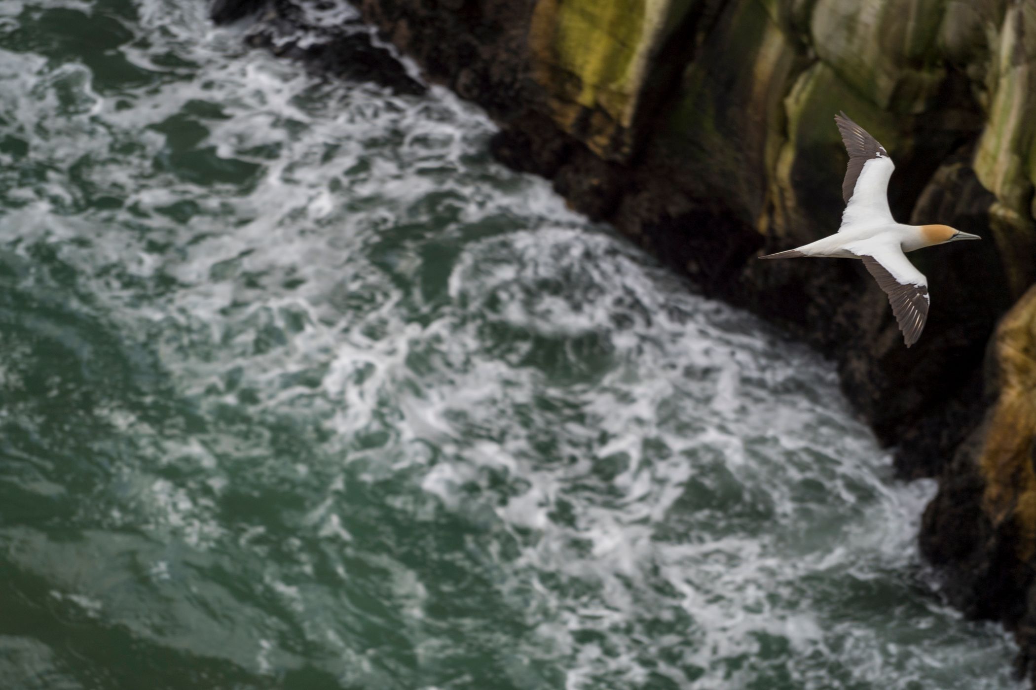 Sea Stack, Gannet Colony, Muriwai, North Island, New Zealand