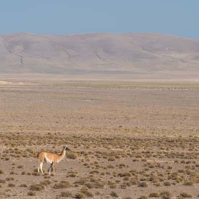 Southern Part of Los Cardones National Park, Argentina