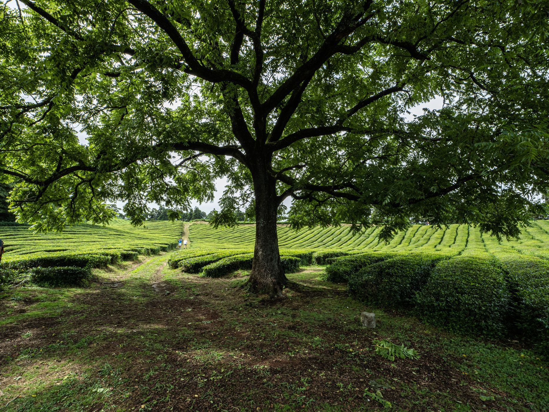 Tea Plantation of Chá Gorreana, Sao Miguel, Azores, Portugal