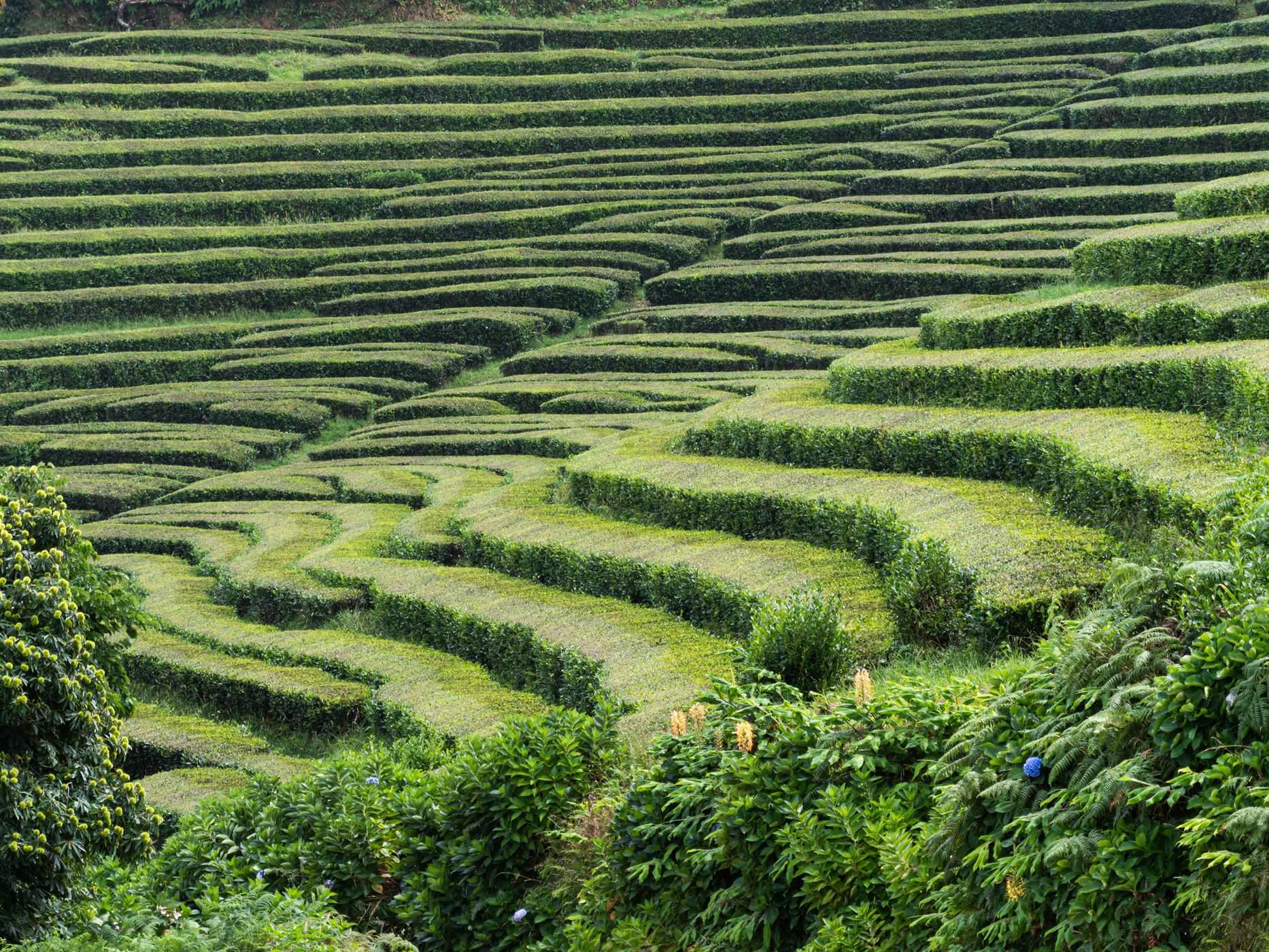Tea Plantation of Chá Gorreana, Sao Miguel, Azores, Portugal