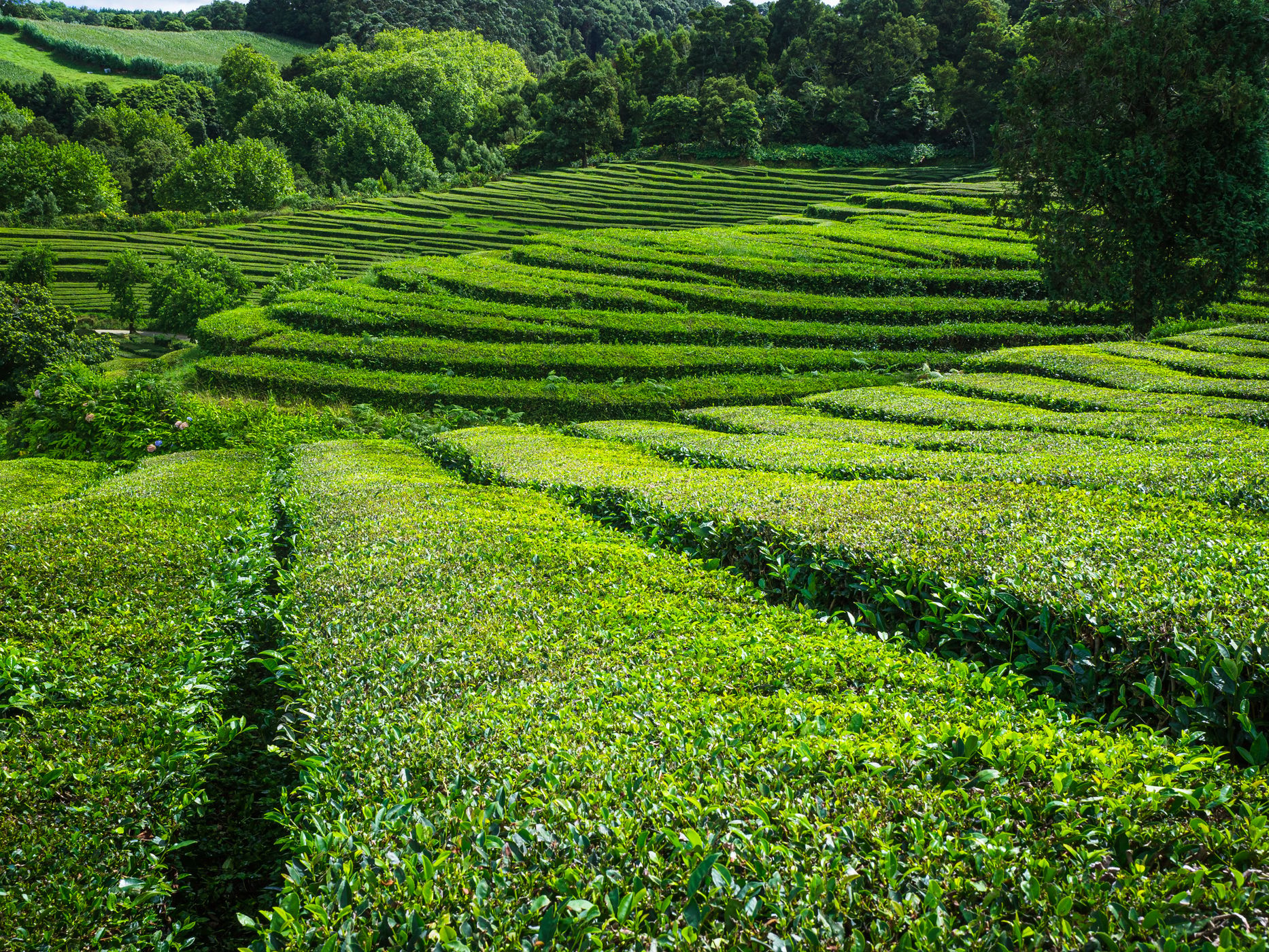 Tea Plantation of Chá Gorreana, Sao Miguel, Azores, Portugal