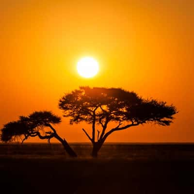 Acacia Tree north of Okaukuejo Camp, Etosha Pan, Namibia, Namibia