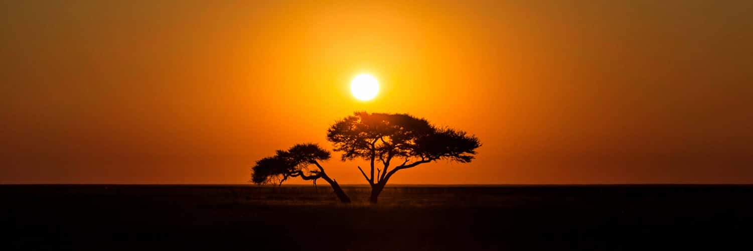 Acacia Tree north of Okaukuejo Camp, Etosha Pan, Namibia