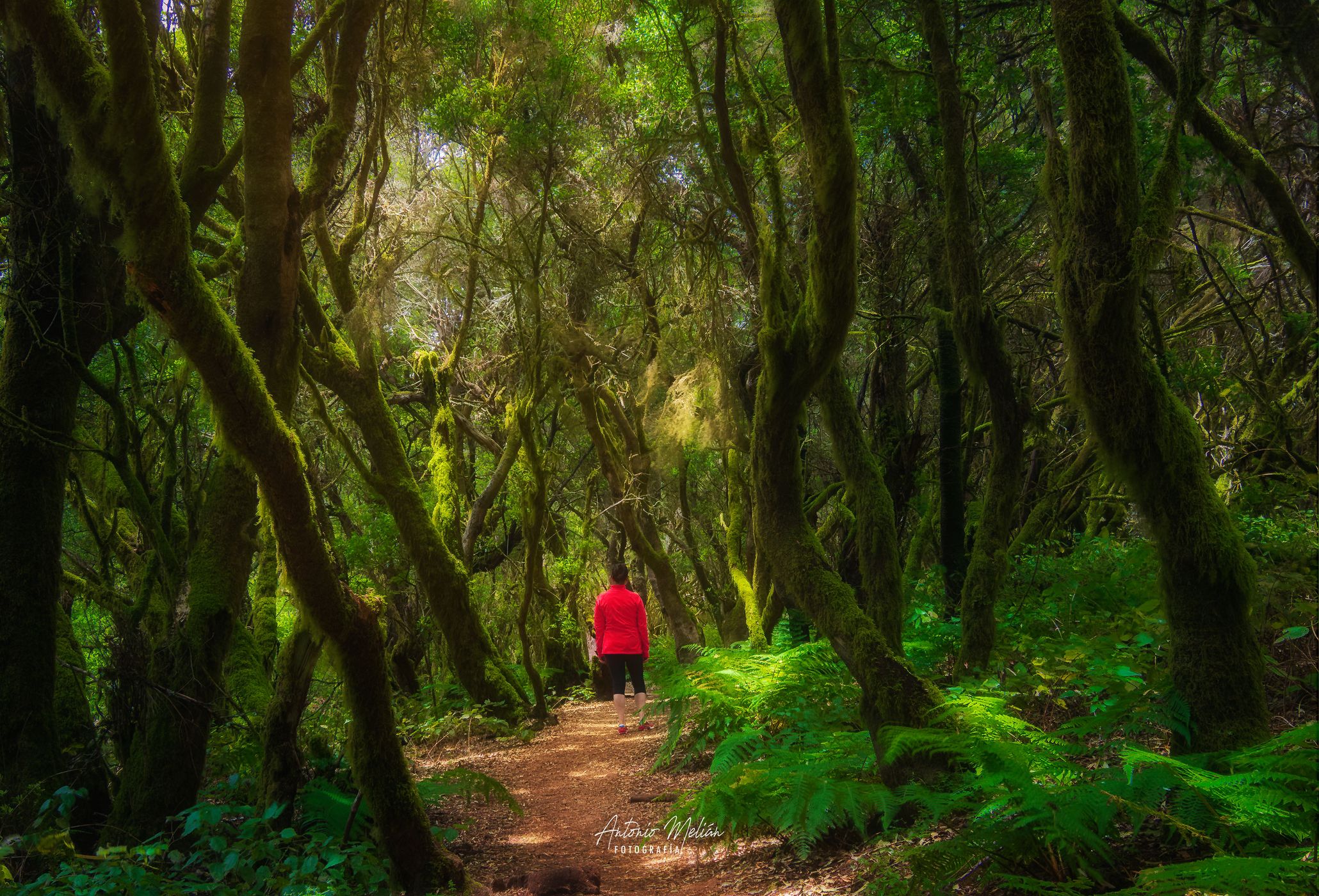 Bosque de la Llanía, Spain