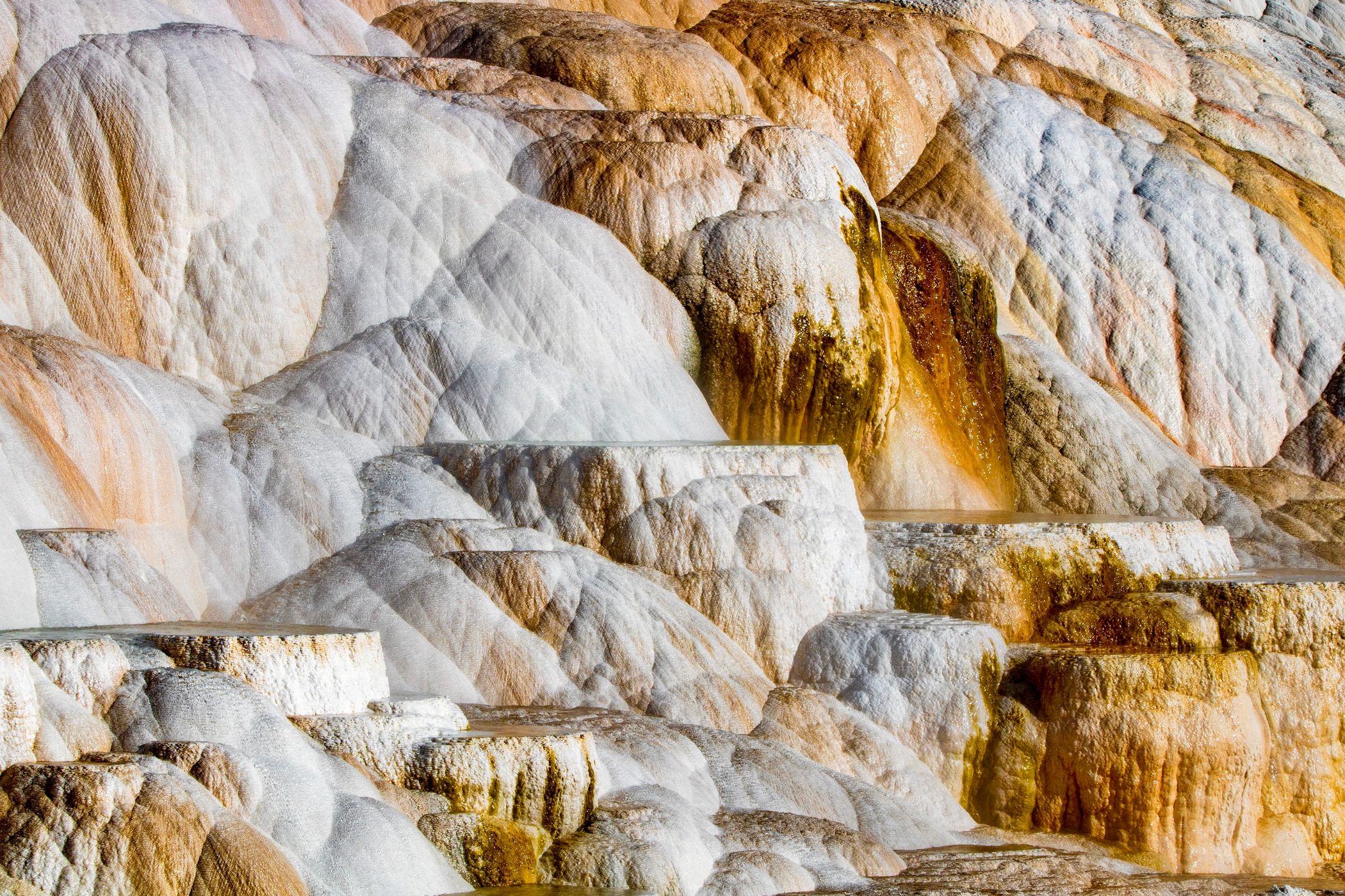Canary Spring, USA