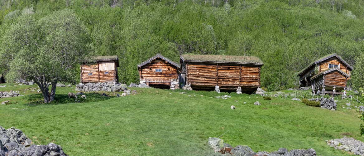 Dokki farm