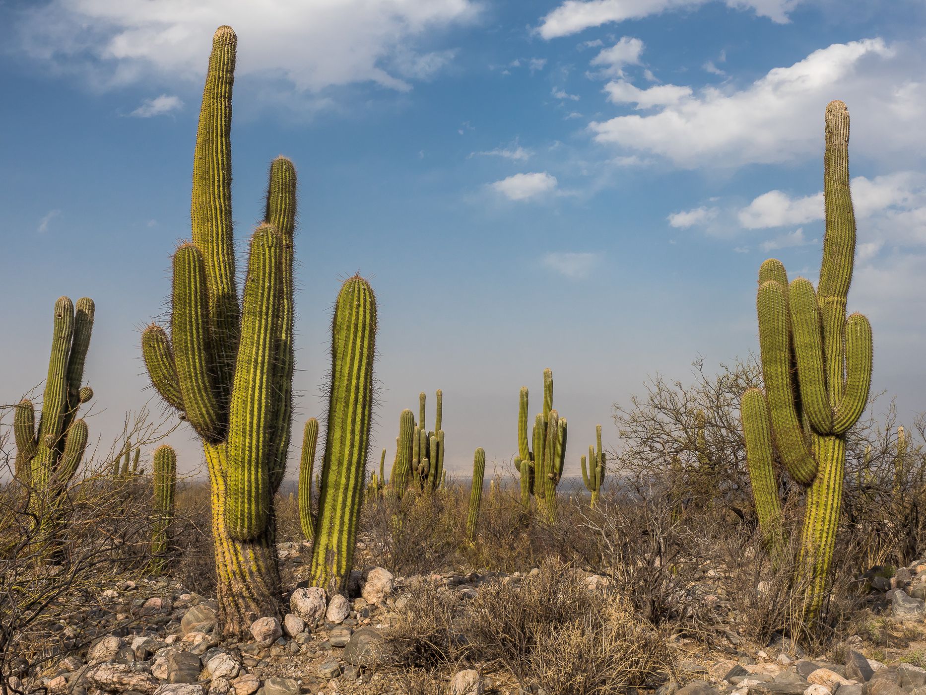 Quilmes Semi-desert, Argentina