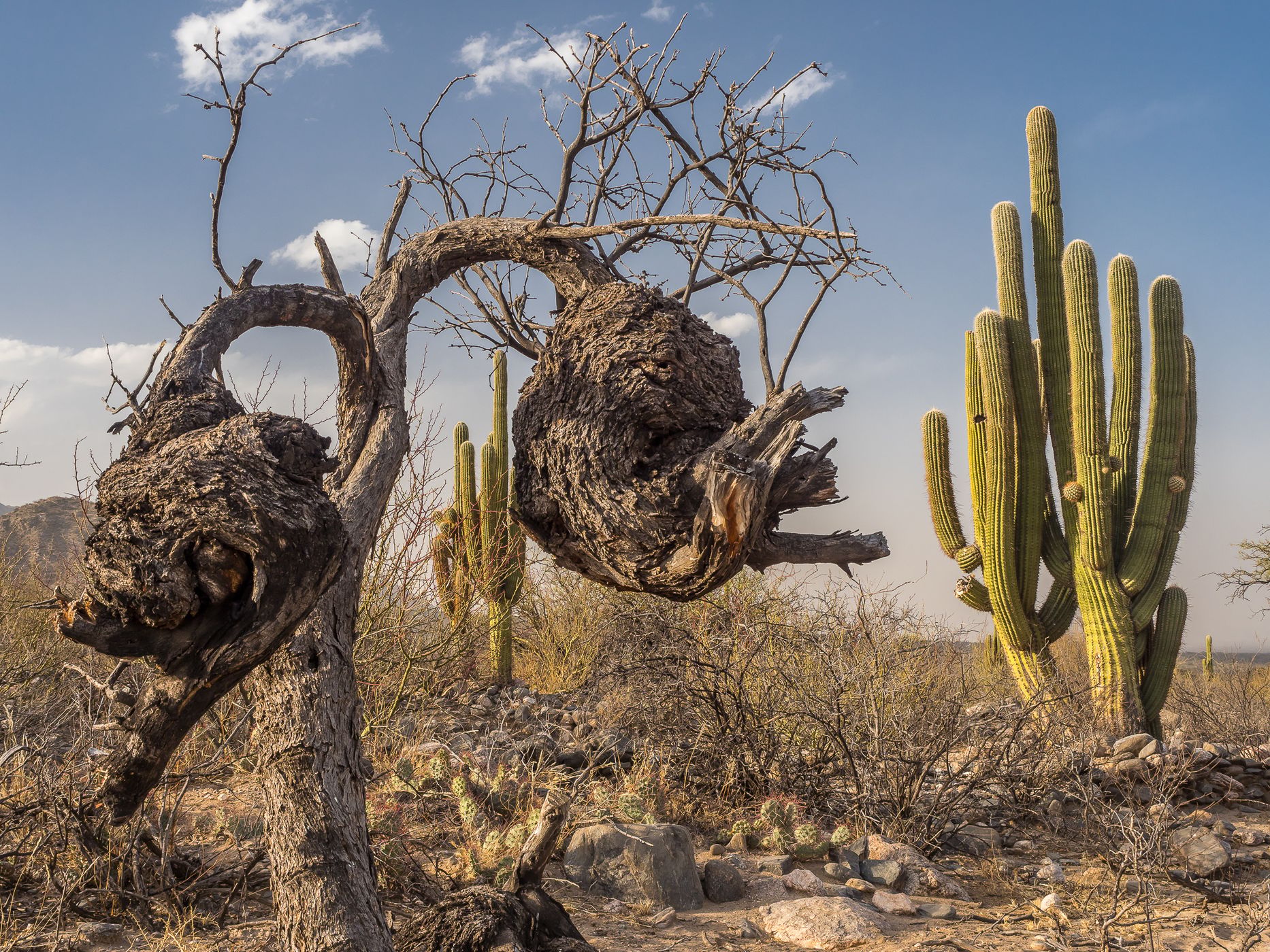 Quilmes Semi-desert, Argentina