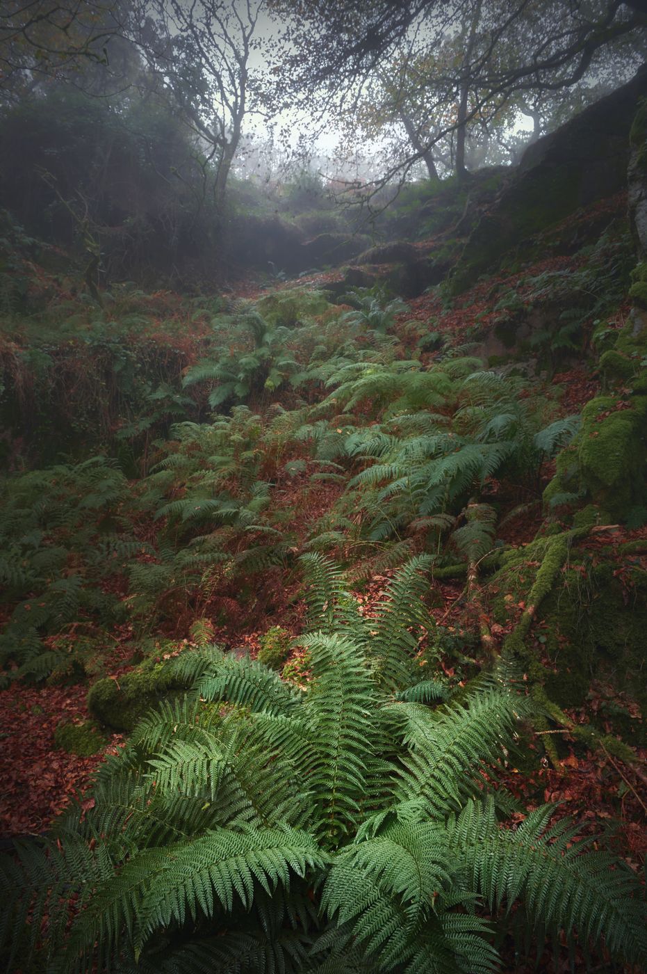 Shaugh Prior Bridge, United Kingdom