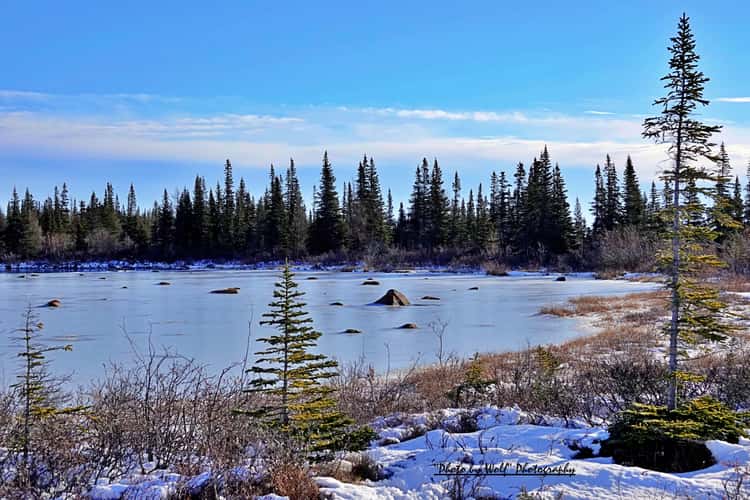 Sub Artic Landscapes in Northern Manitoba