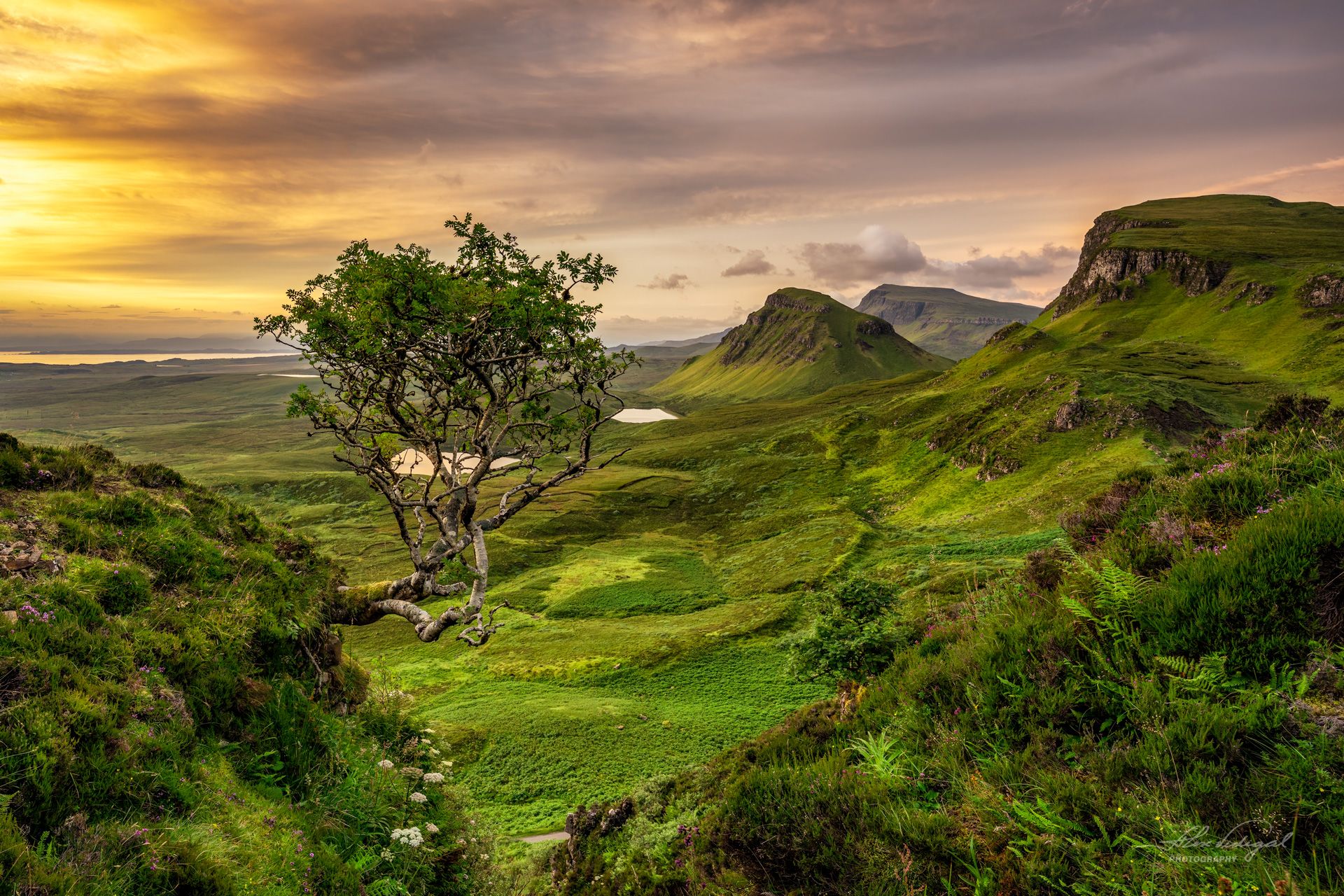 Lonely Tree at Quiraing, United Kingdom