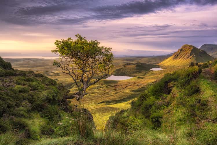Lonely Tree at Quiraing