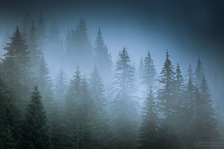 Transfagarasan misty trees